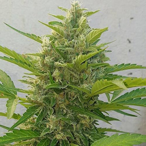 Deep Purple Haze Auto - Sumo Seeds