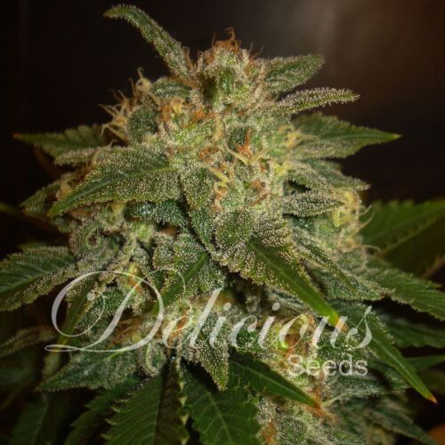 La Bella Afrodita autoflower - Delicious Seeds