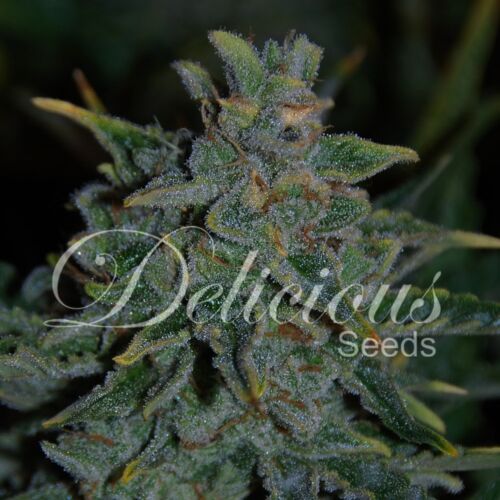 Northern Light Blue Auto - Delicious Seeds