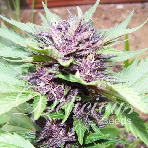 Auto Dark Purple - Delicious Seeds