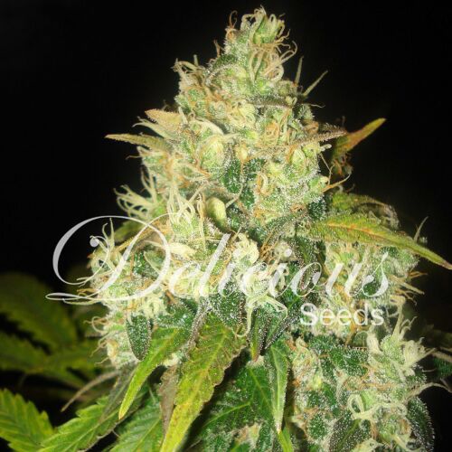 Black Russian - Delicious Seeds