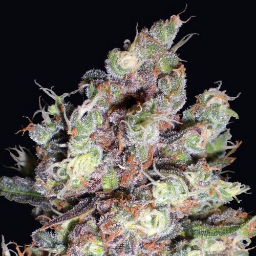 Cotton Candy - Delicious Seeds