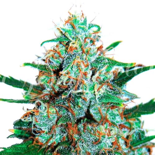 Critical Neville Haze Auto - Delicious Seeds