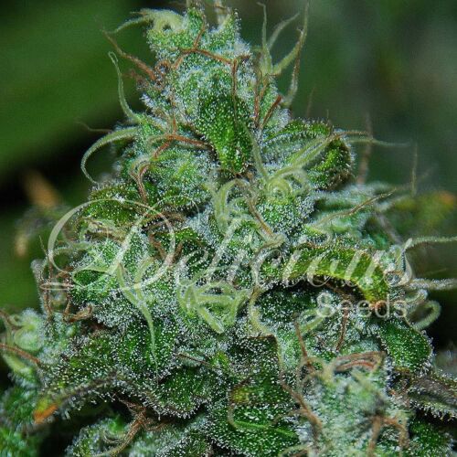 Fruity Chronic Juice - Delicious Seeds