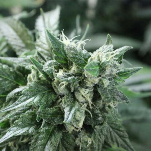 Kuchi - Devils Harvest foto top wietplant