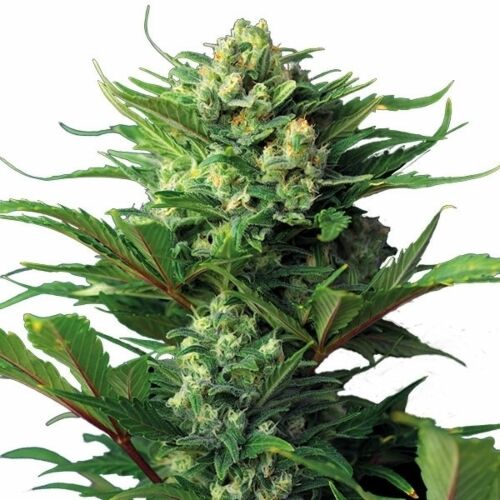 Diesel Automatic - Royal Queen Seeds