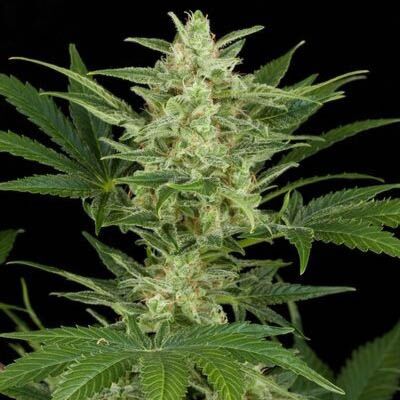 Critical Jack Auto - Dinafem