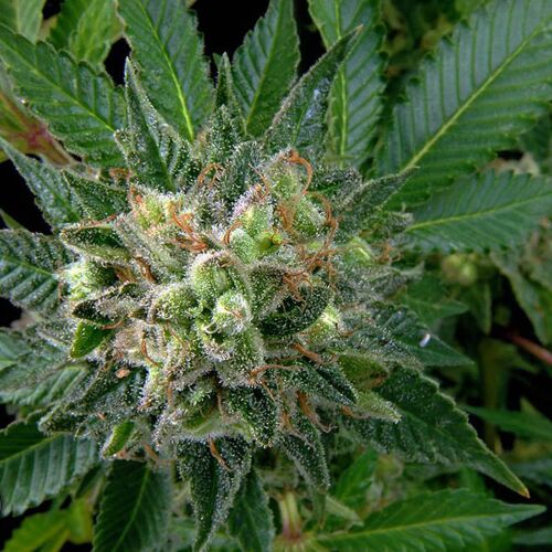 Diesel - Dinafem
