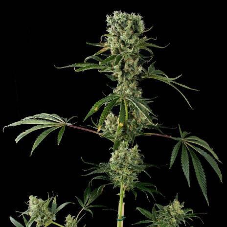 Moby Dick #2 - Dinafem