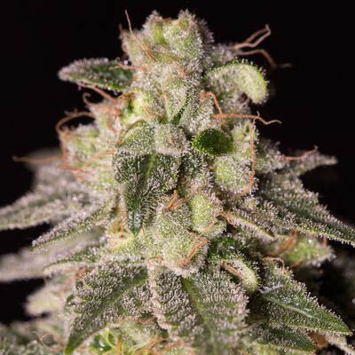 Shark Shock CBD - Dinafem