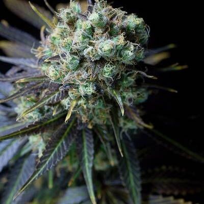 Dinamed CBD - Dinafem