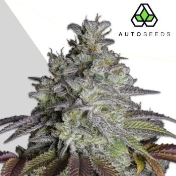 Do Si Dos Auto - Auto Seeds