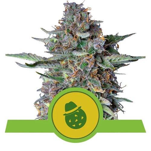 Do-Si-Dos Automatic - Royal Queen Seeds