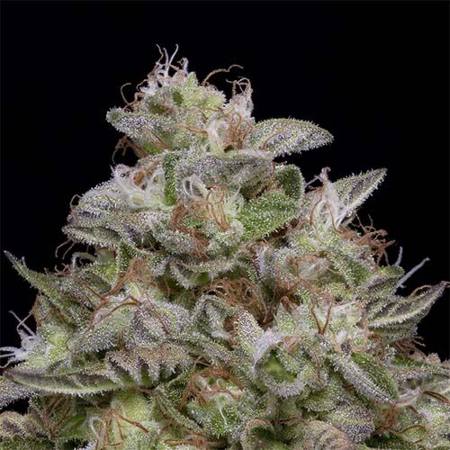 Do-Si-Dos - Big Head Seeds