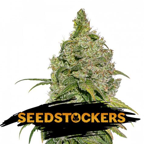 Do Si Dos - Seedstockers