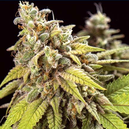 Doctor Jamaica Auto - Vision Seeds