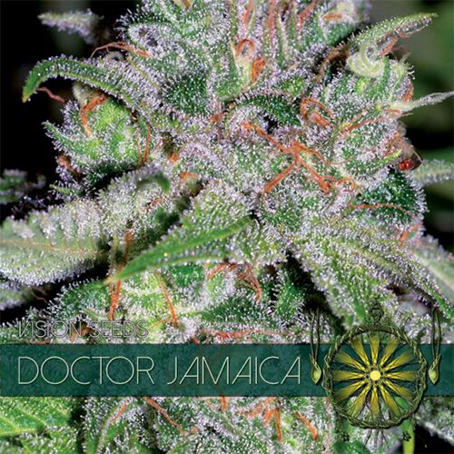 Doctor Jamaica - Vision Seeds