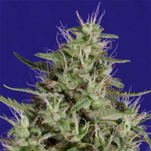 Dogstar Dawg - Big Head Seeds