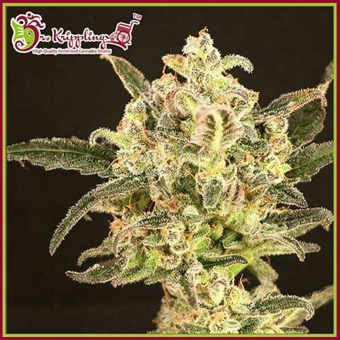 Dolly Kush - Dr Krippling Seeds