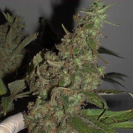 Afghan Cow - Dr Krippling