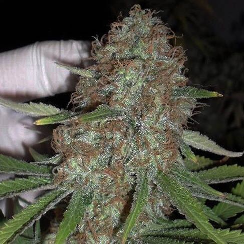 Blue Kripple - Dr Krippling