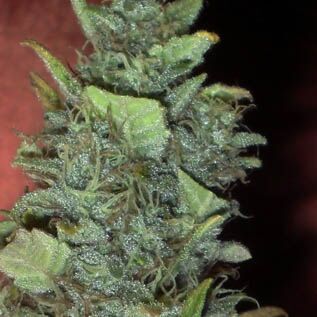Bubba Gum Auto - Dr Krippling autoflower