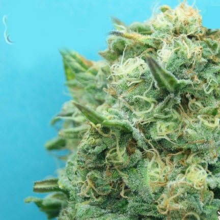 Grand Heft Auto - Dr Krippling autoflower