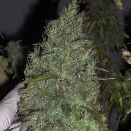 Incredible Bulk - Dr Krippling