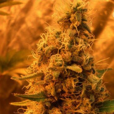 Jack Mist Tree van Dr Krippling