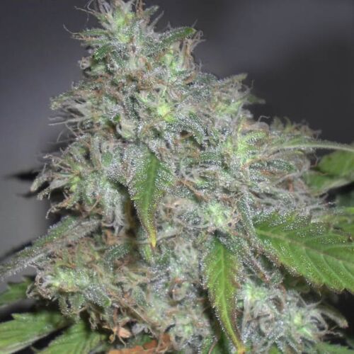 Kali‚Äö√Ñ√¥s White Shadow - Dr Krippling