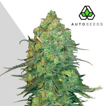 Durban Poison Auto - Auto Seeds