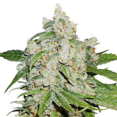 Auto Brooklyn Sunrise - Dutch Passion