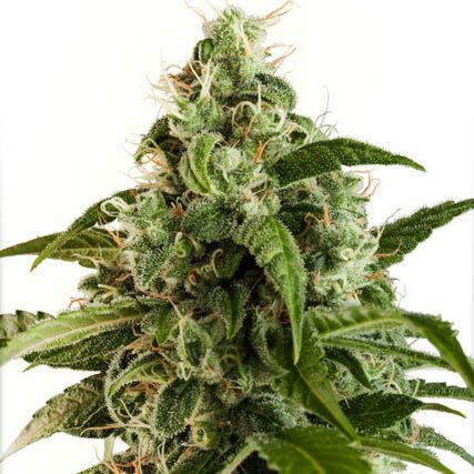 Auto Euforia - Dutch Passion