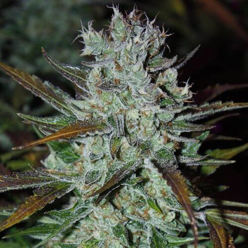 Blue Auto Mazar - Dutch Passion