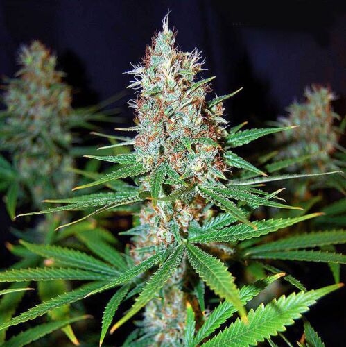 Jorge's Diamonds #1 - Dutch Passion