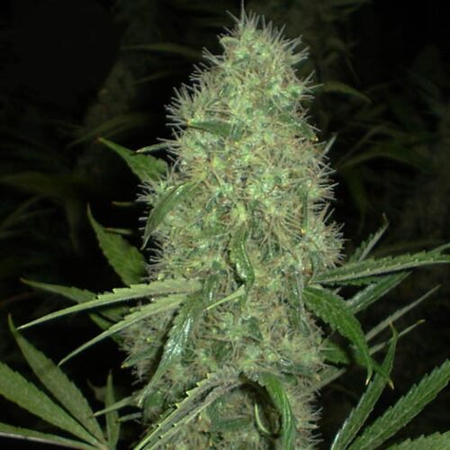 Dutch Power Auto - Kera Seeds