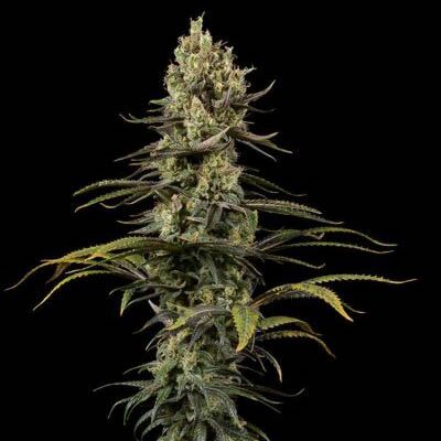 Early Amnesia CBD - Dinafem