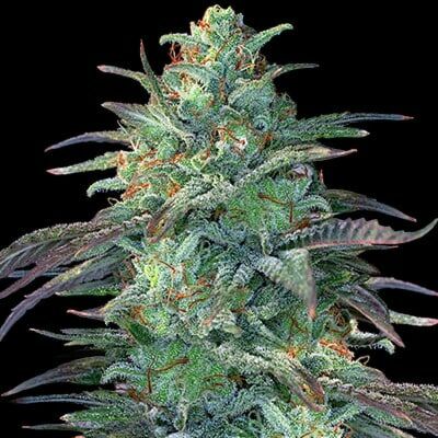 Eggnog OG - G13 Labs Seeds