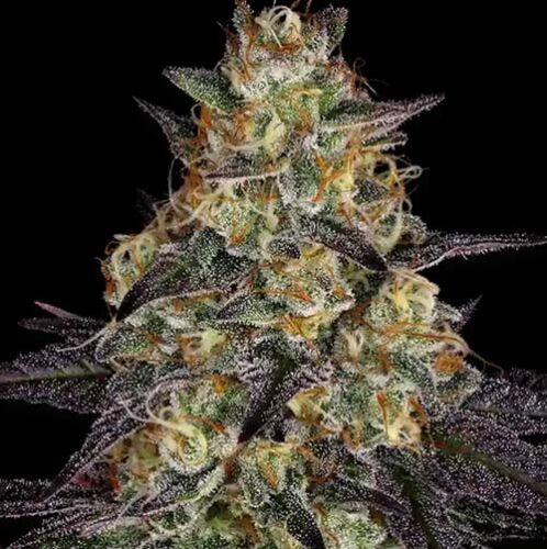 El Dorado OG - Paradise Seeds