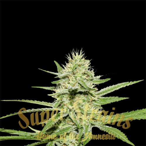 Enemy's Dream - Super Strains