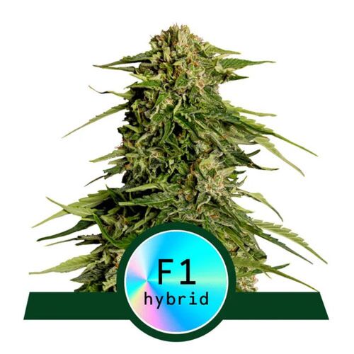 Epsilon F1 - Royal Queen Seeds