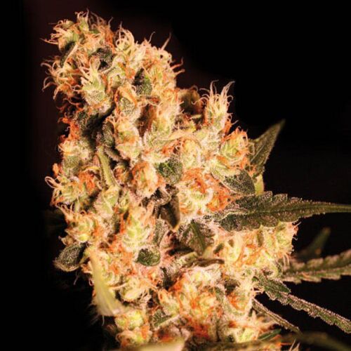 Jamaican Dream - Eva Female Seeds