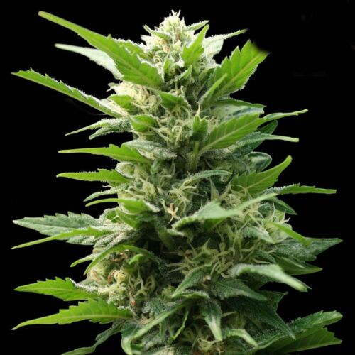 TNT Kush - Eva Female Seeds