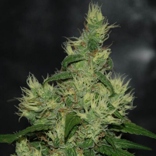 Caramella Auto - Expert Seeds