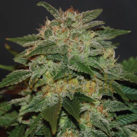 Expert 47 - Expert Seeds