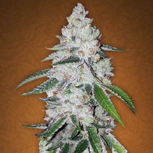 West Coast OG