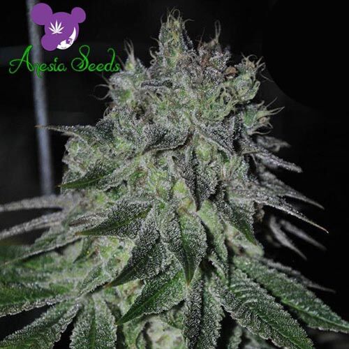 Fast Caramelic - Anesia Seeds