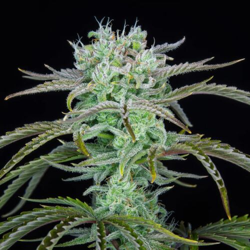 Fast Strawberry Banana - Huismerk