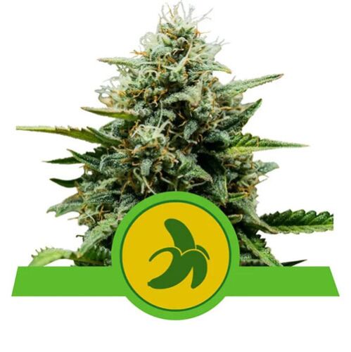Fat Banana Automatic - Royal Queen Seeds