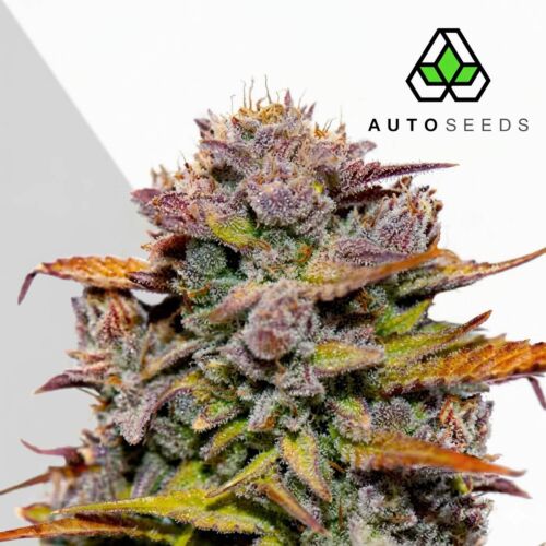 Fat Bastard Auto - Auto Seeds